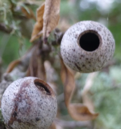 Gall image