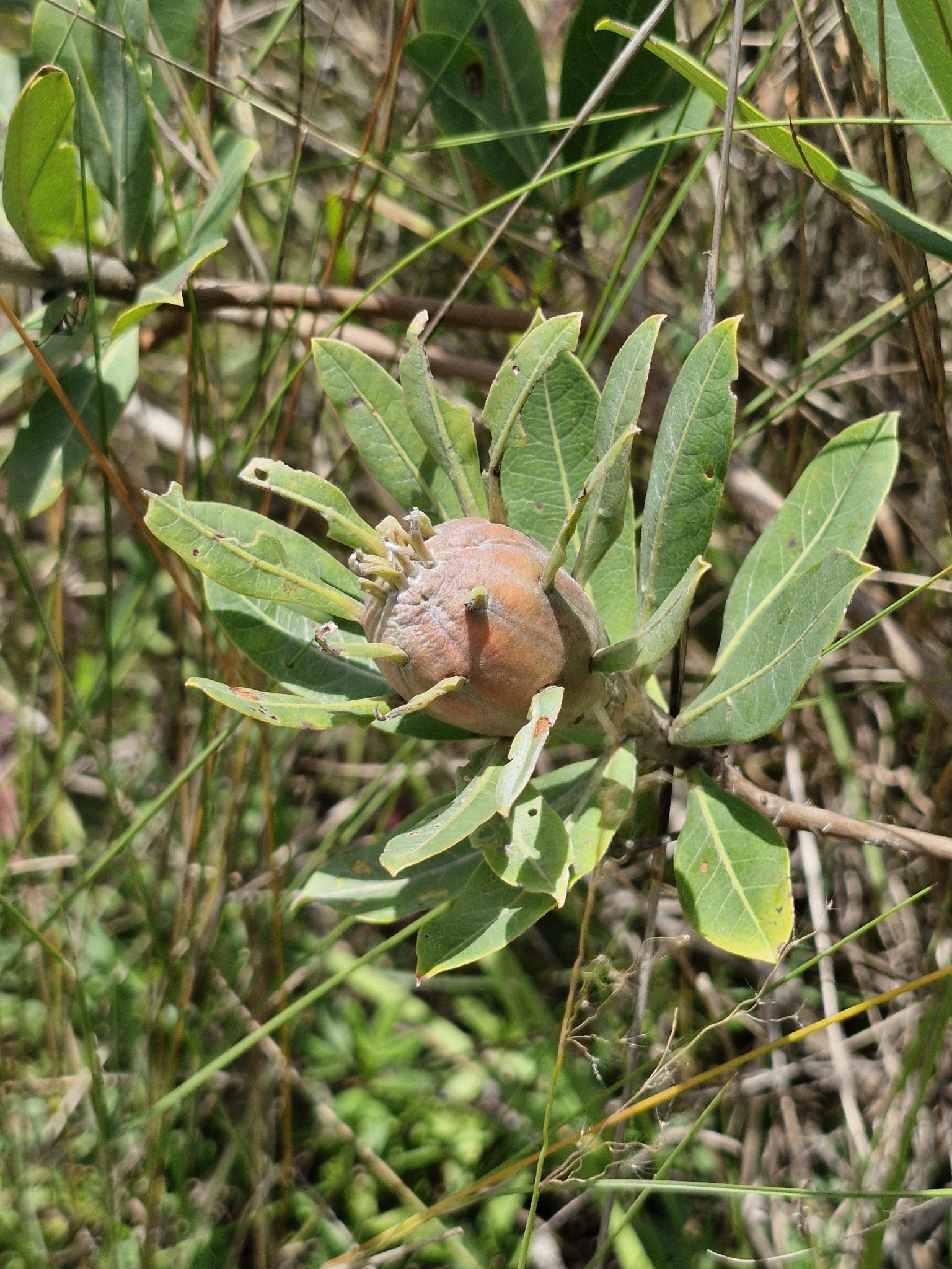 Gall image