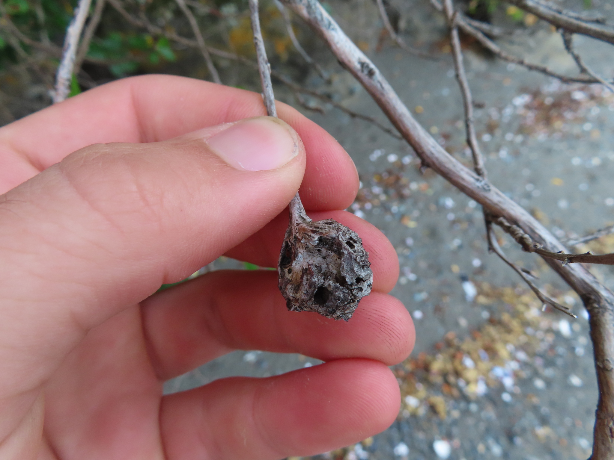 Gall image