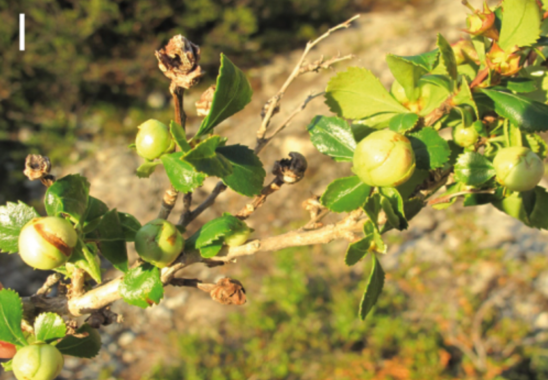 Gall image