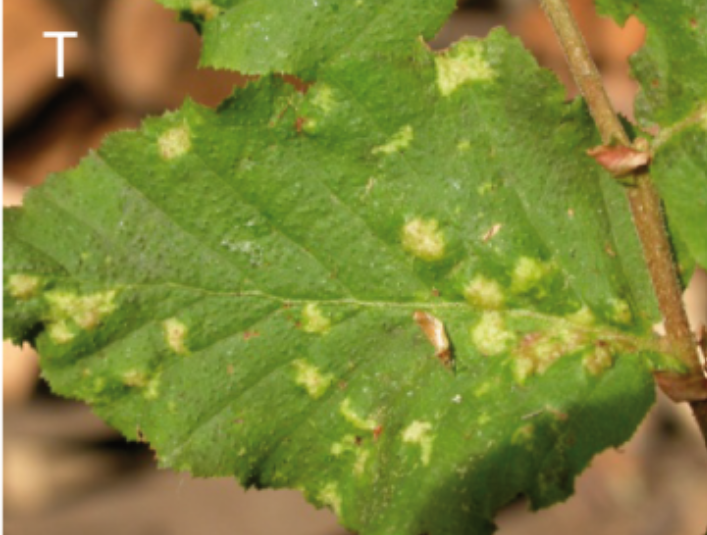 Gall image