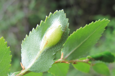Gall image
