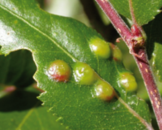 Gall image