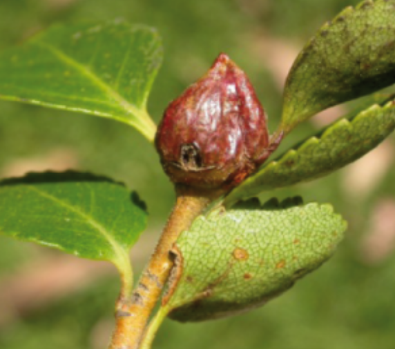 Gall image