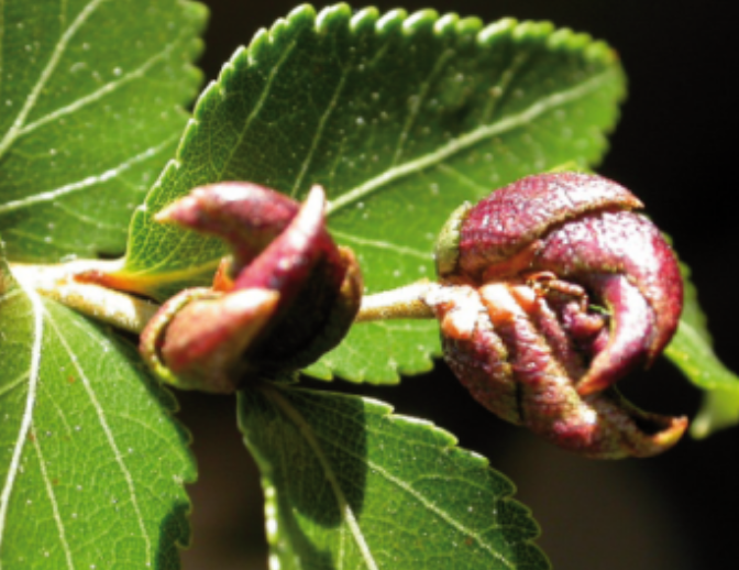 Gall image