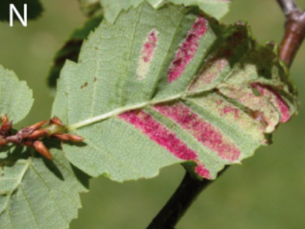 Gall image