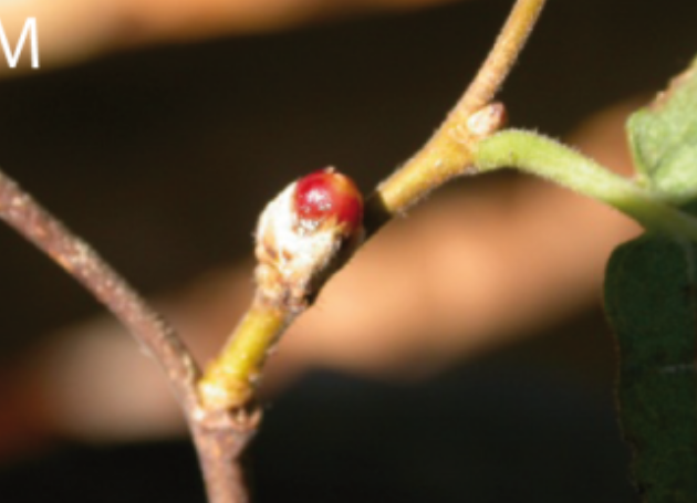Gall image