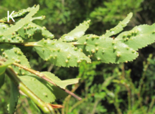 Gall image