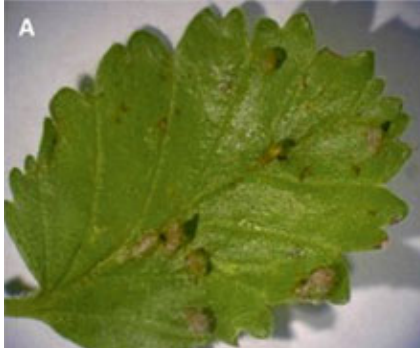 Gall image