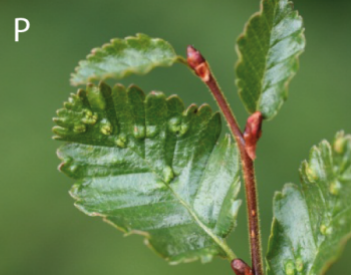 Gall image
