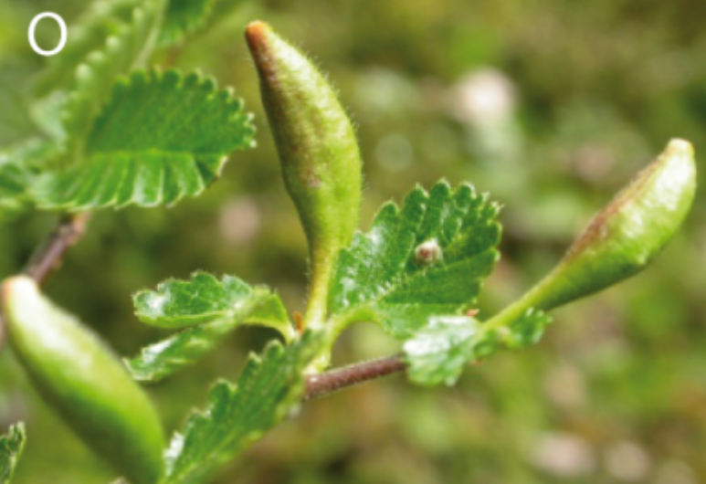 Gall image