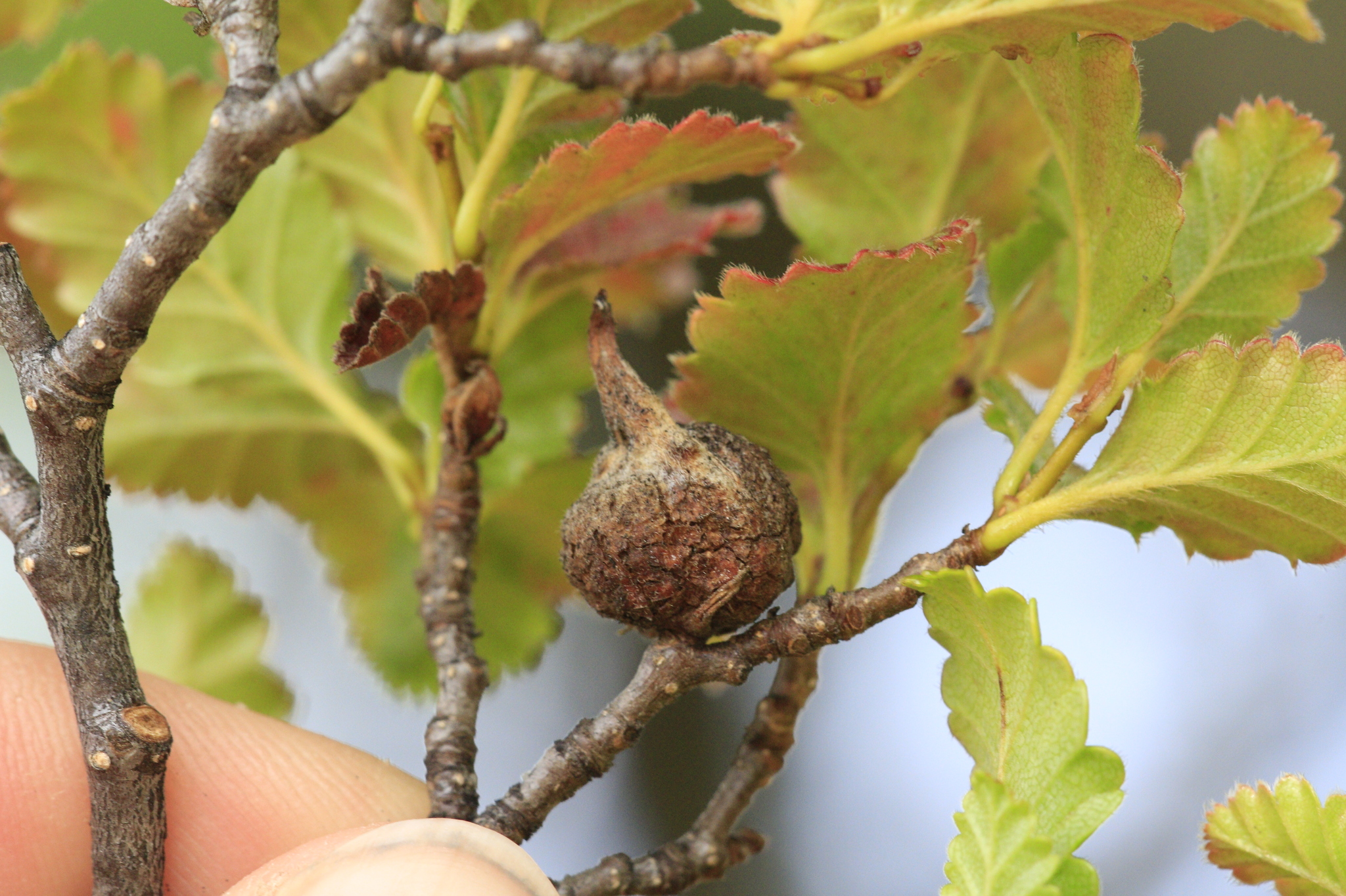 Gall image