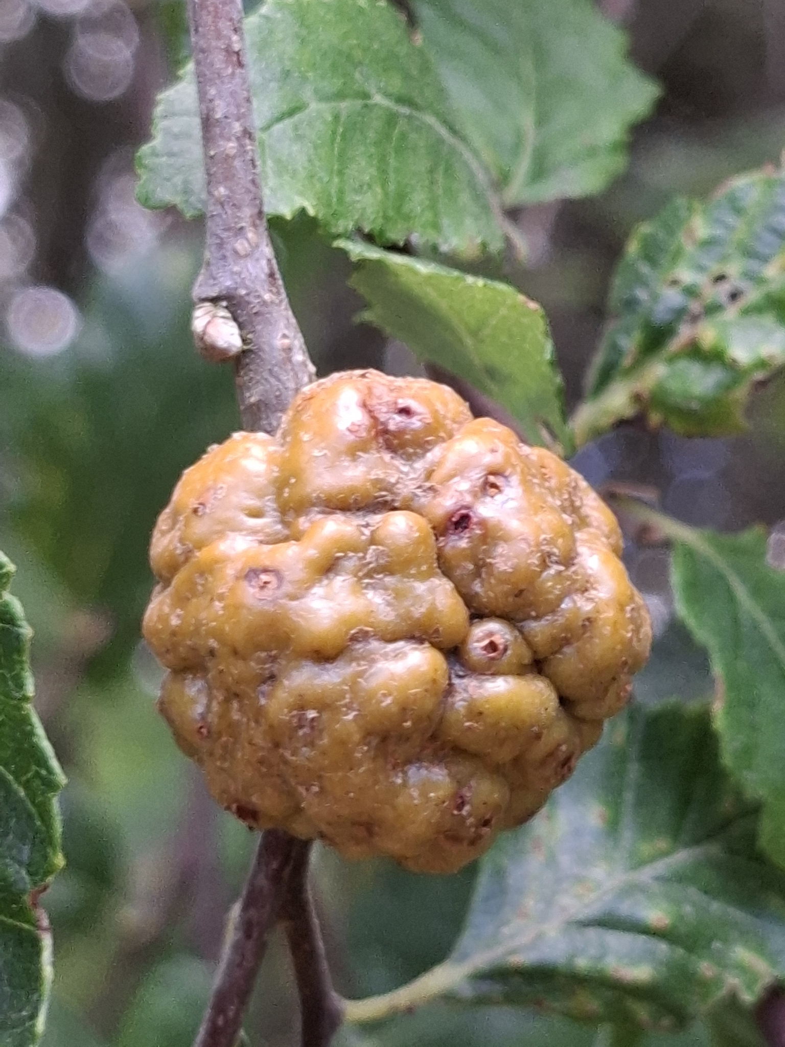 Gall image