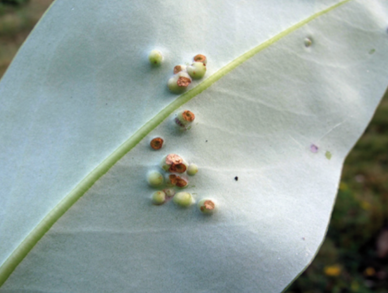 Gall image