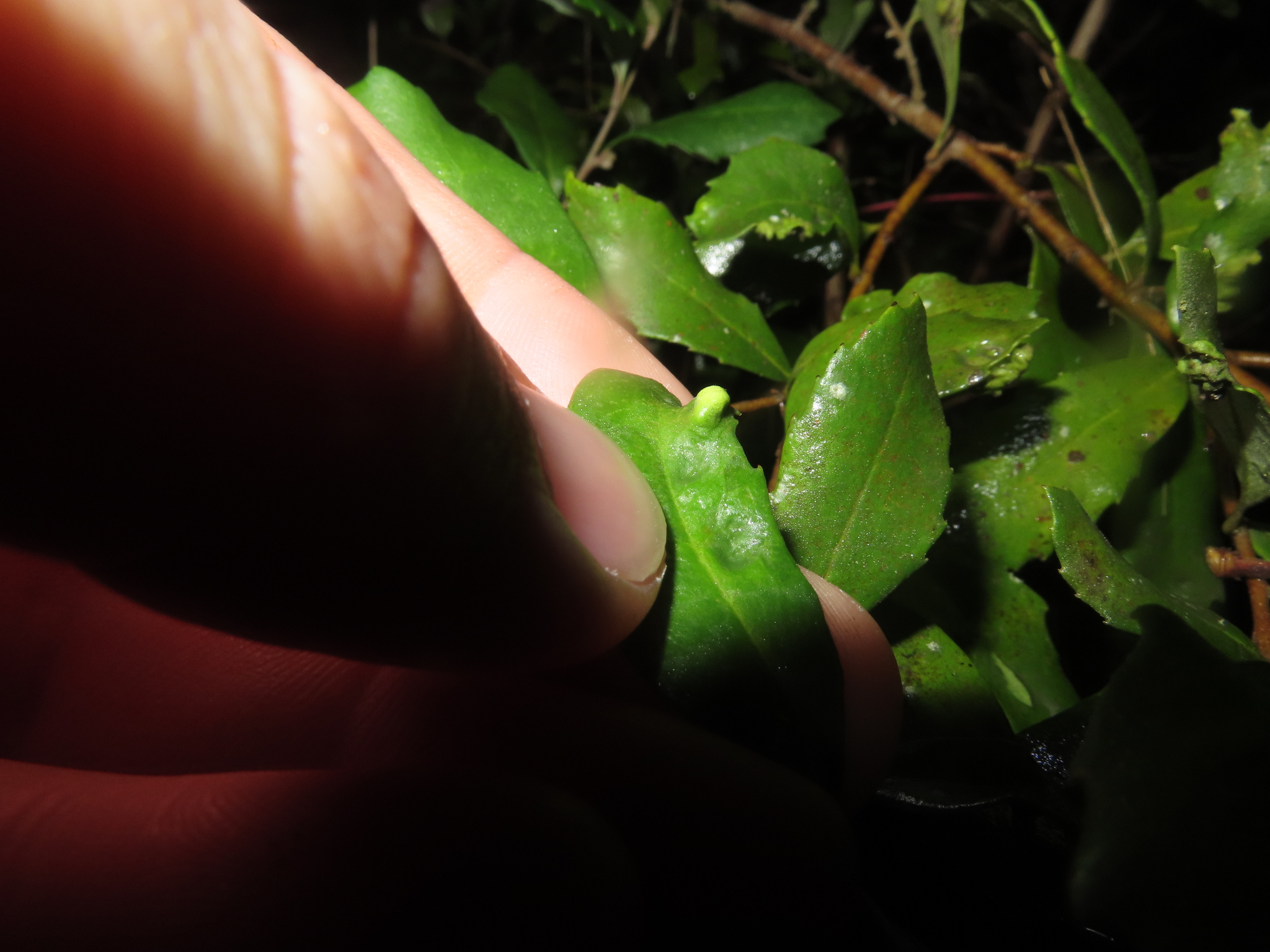 Gall image