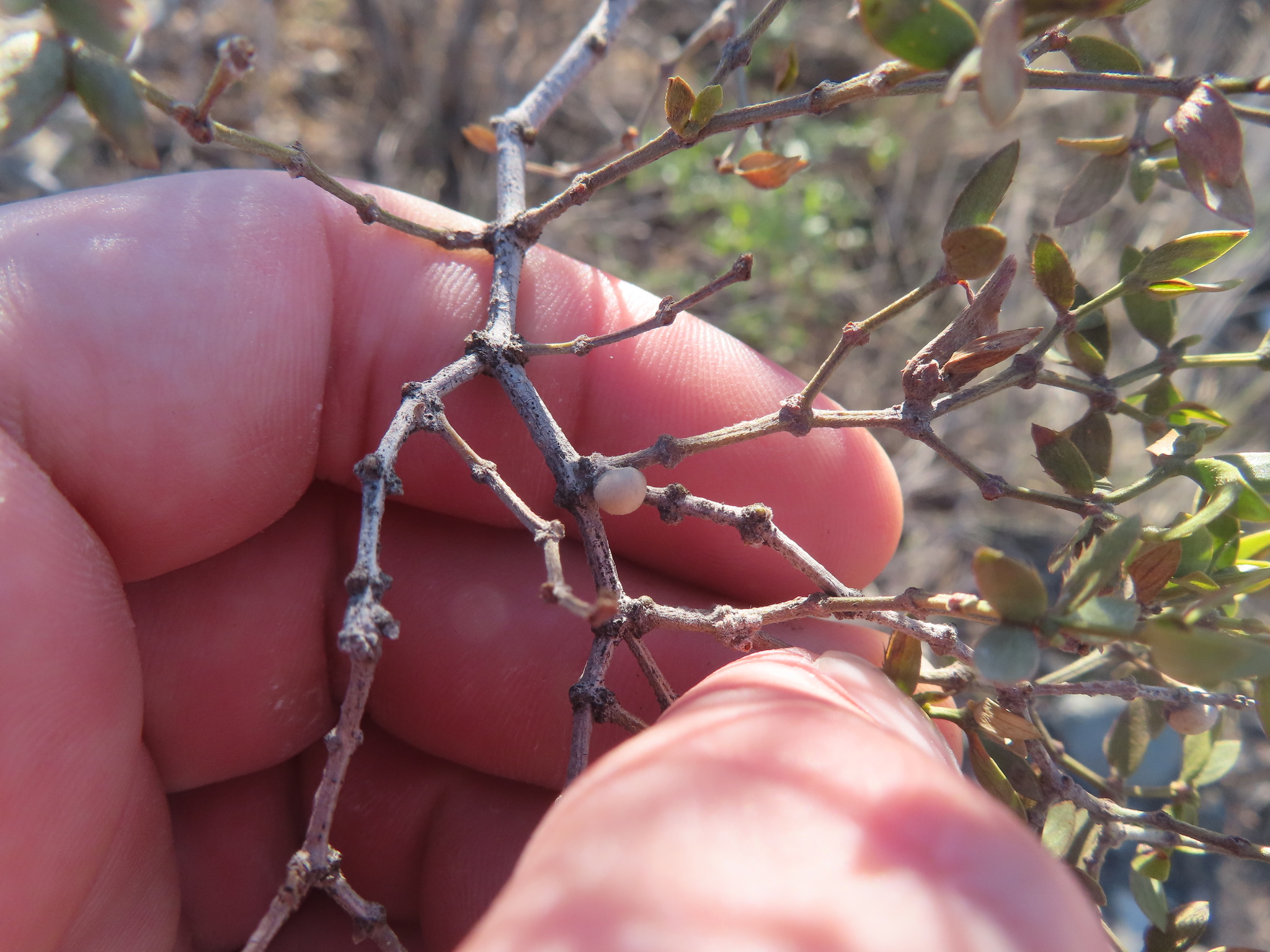 Gall image