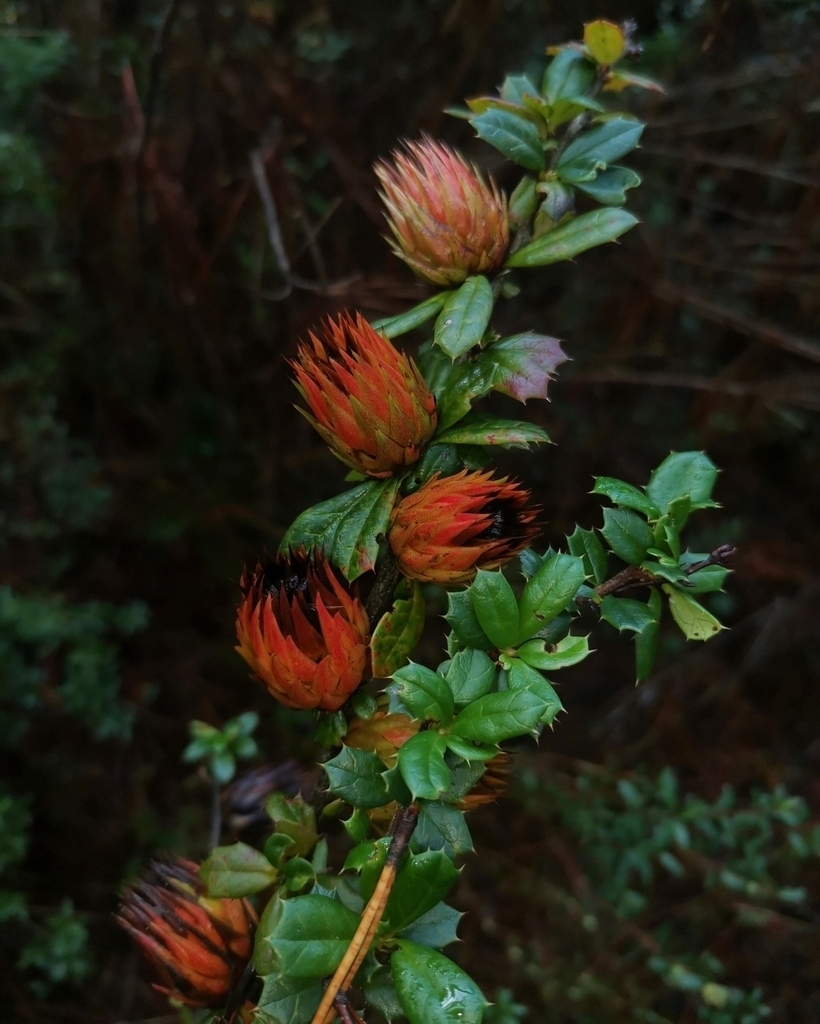 Gall image