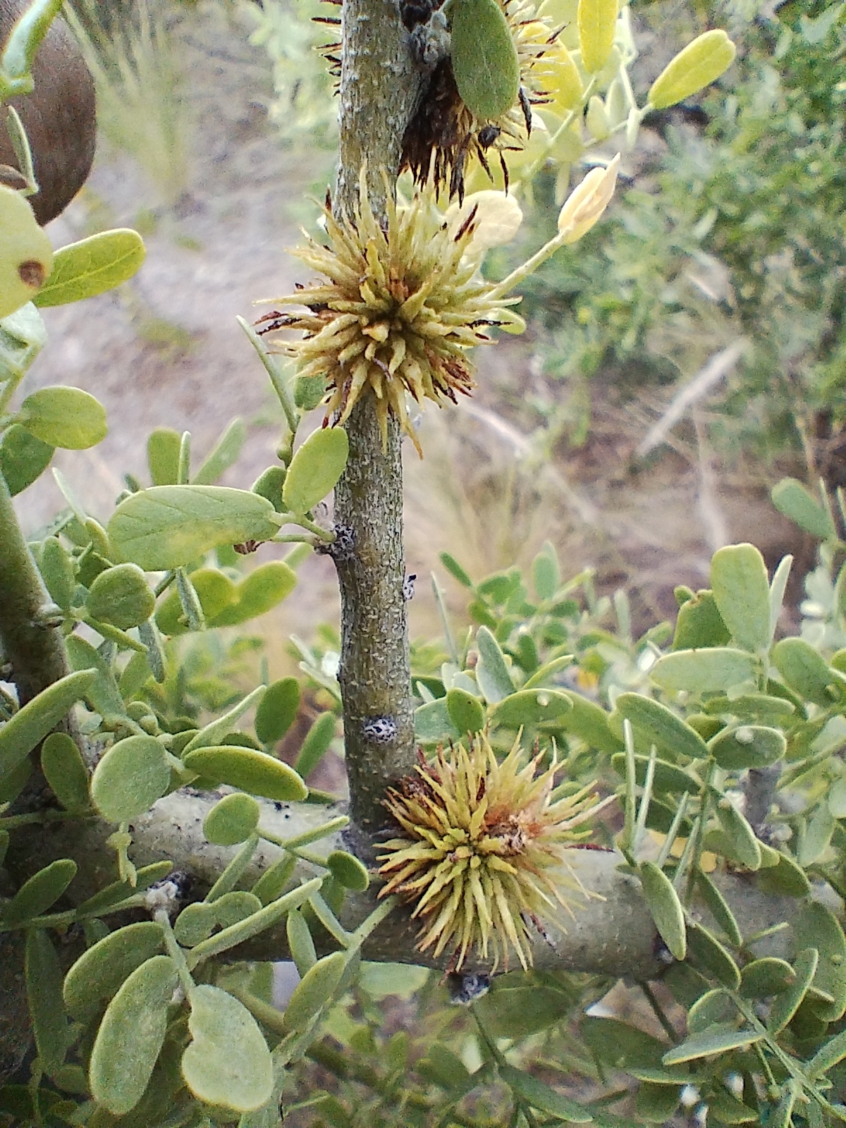 Gall image