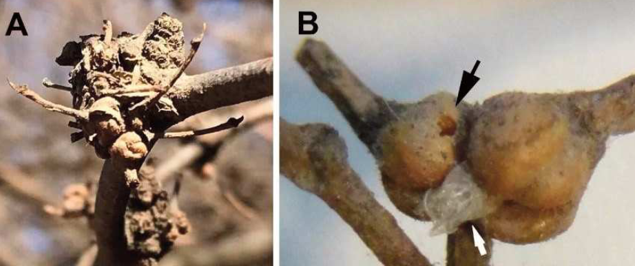 Gall image
