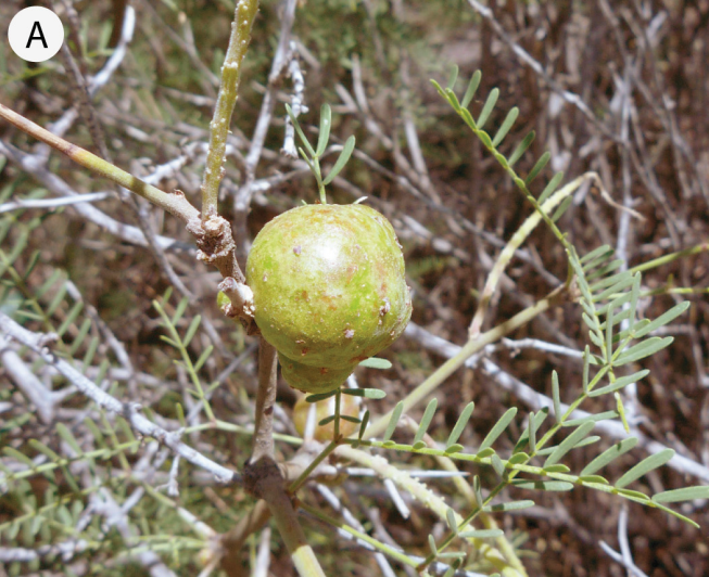 Image from source