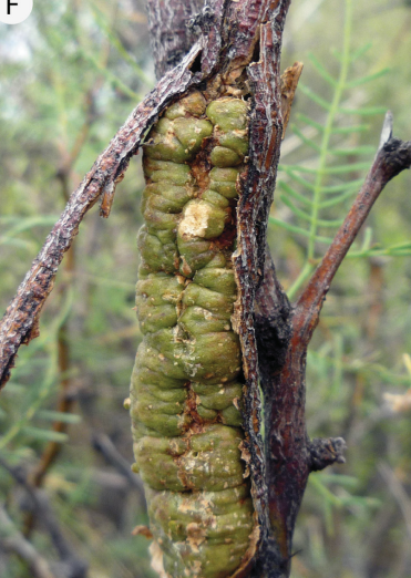 Gall image