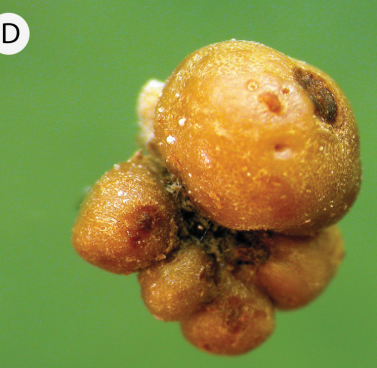 Gall image