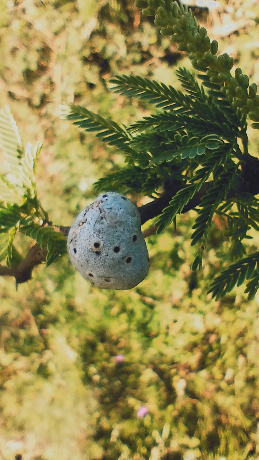 Gall image