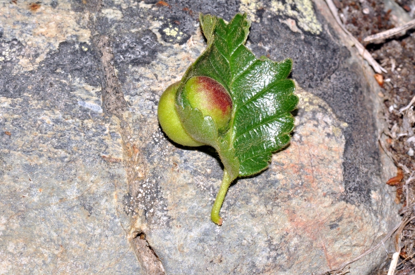Gall image