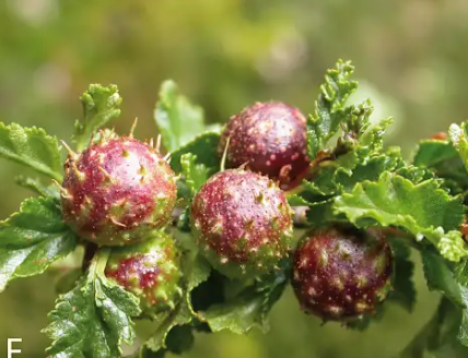 Gall image