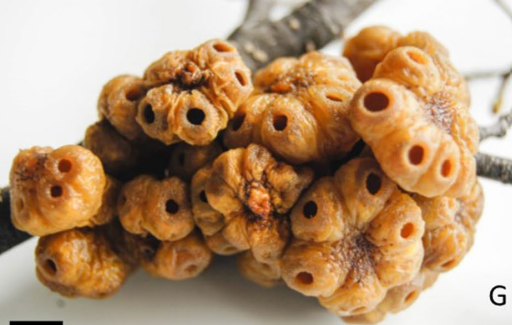 Gall image