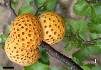 Gall image