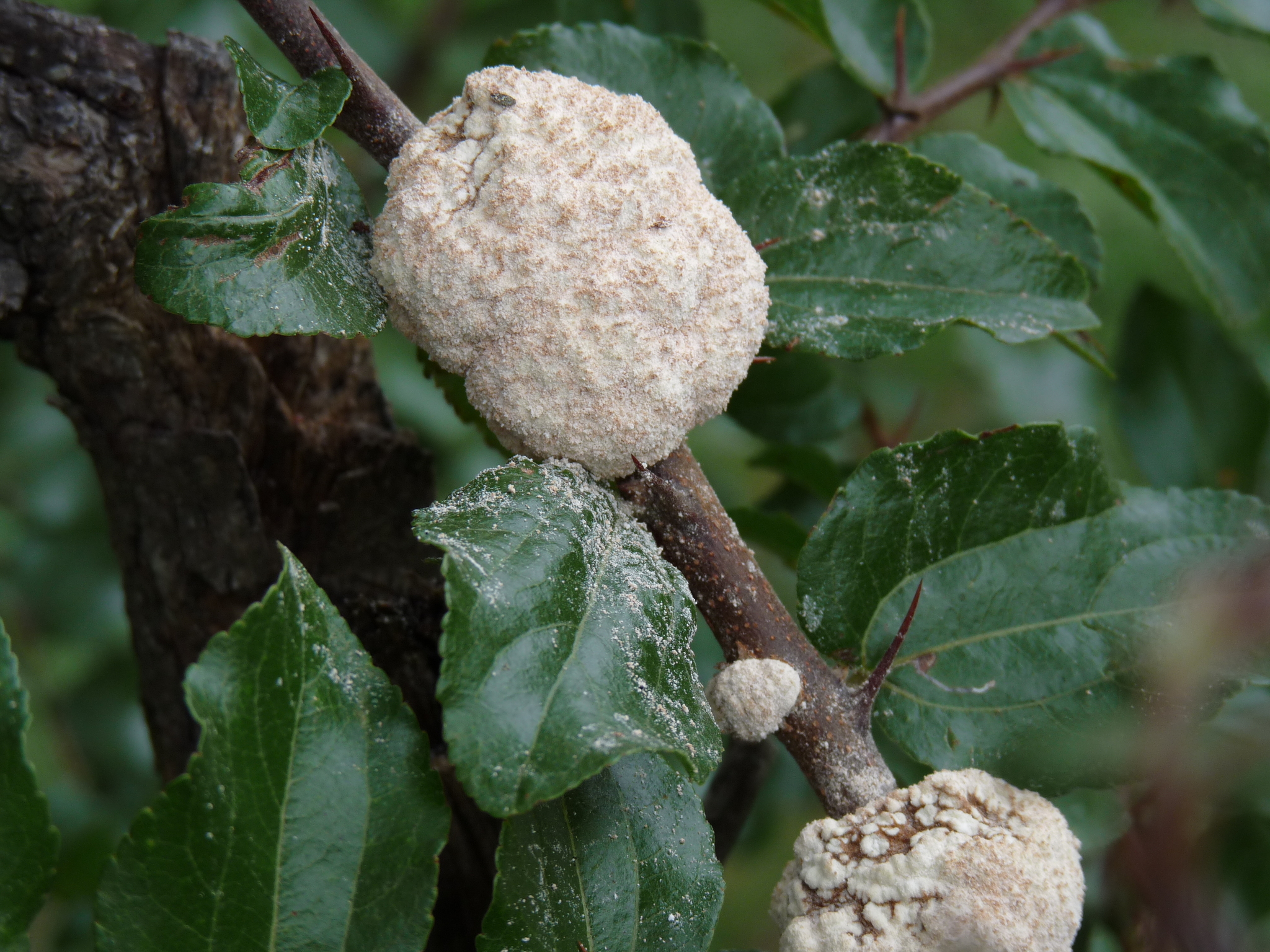 Gall image