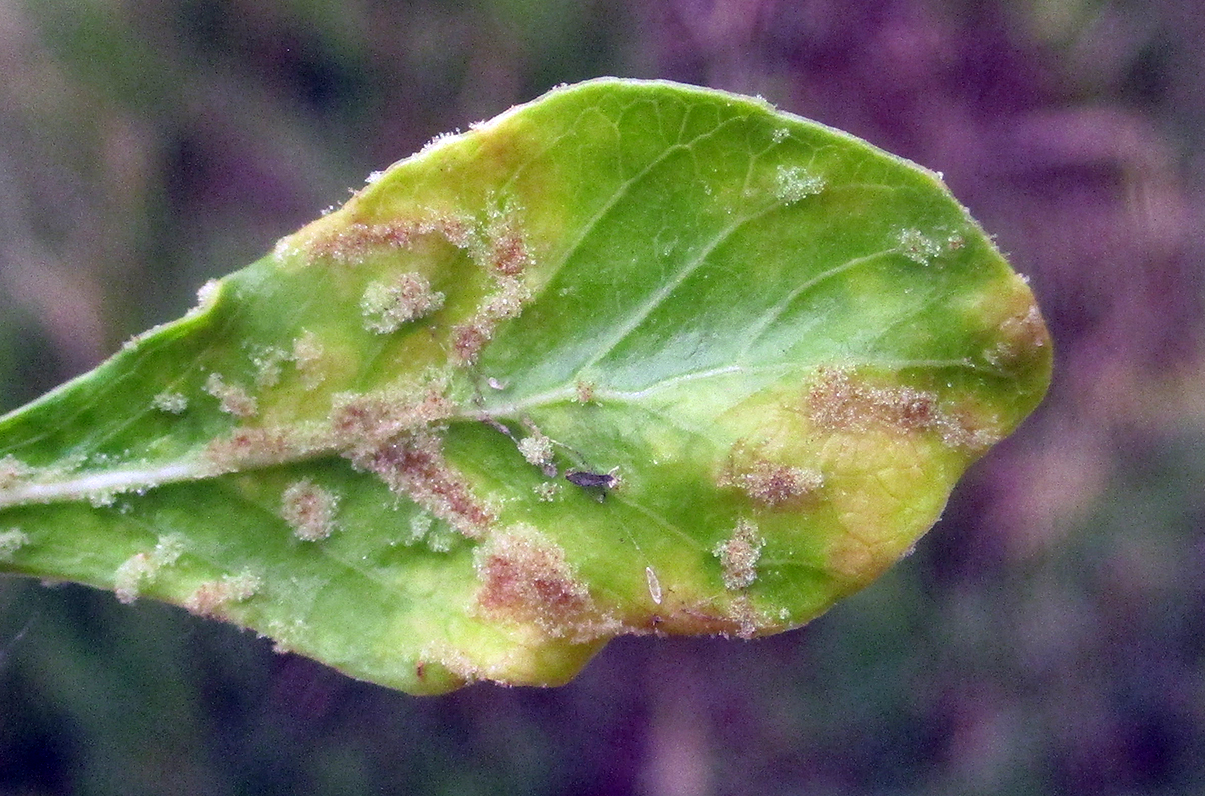 Gall image