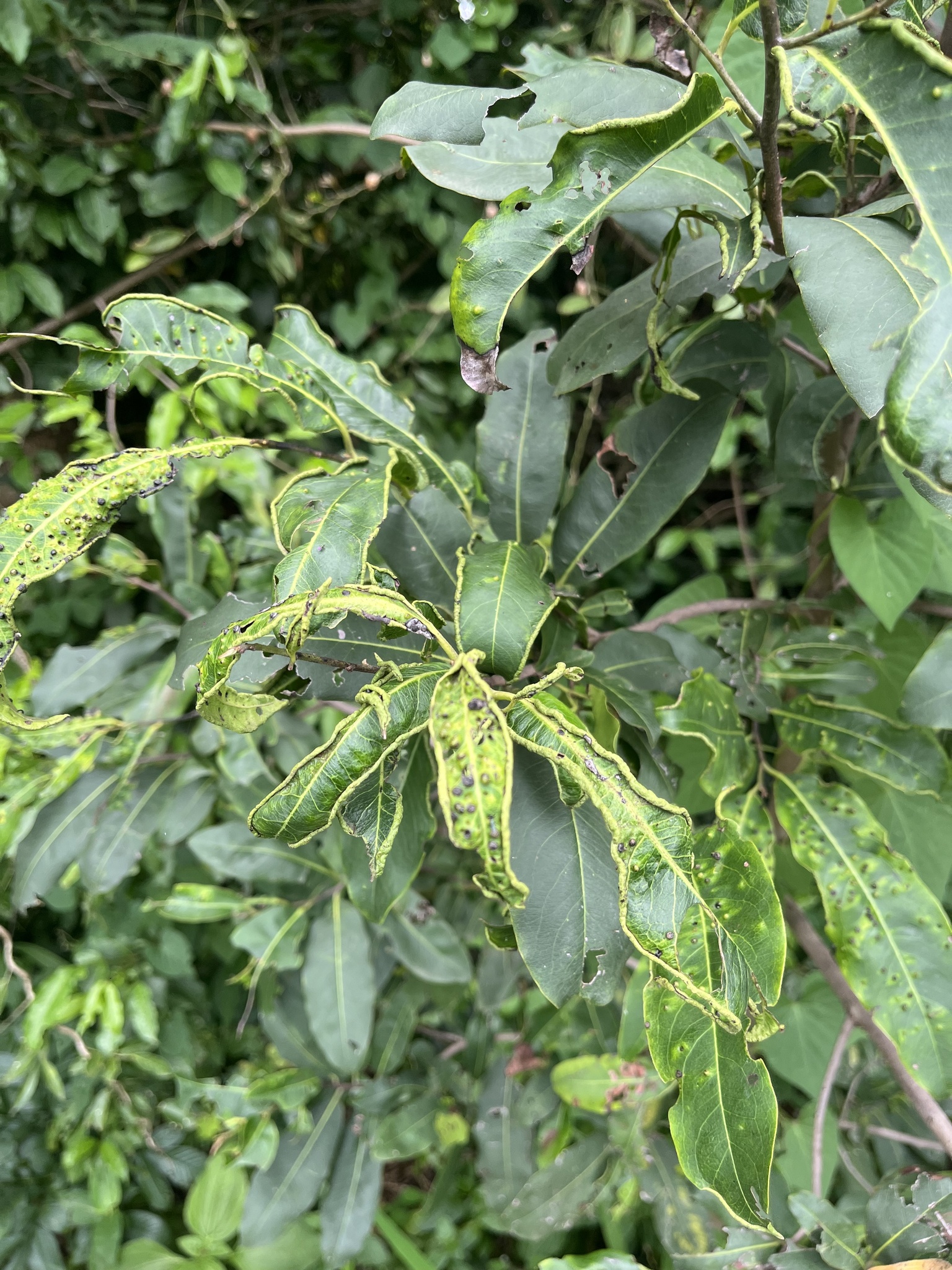 Gall image