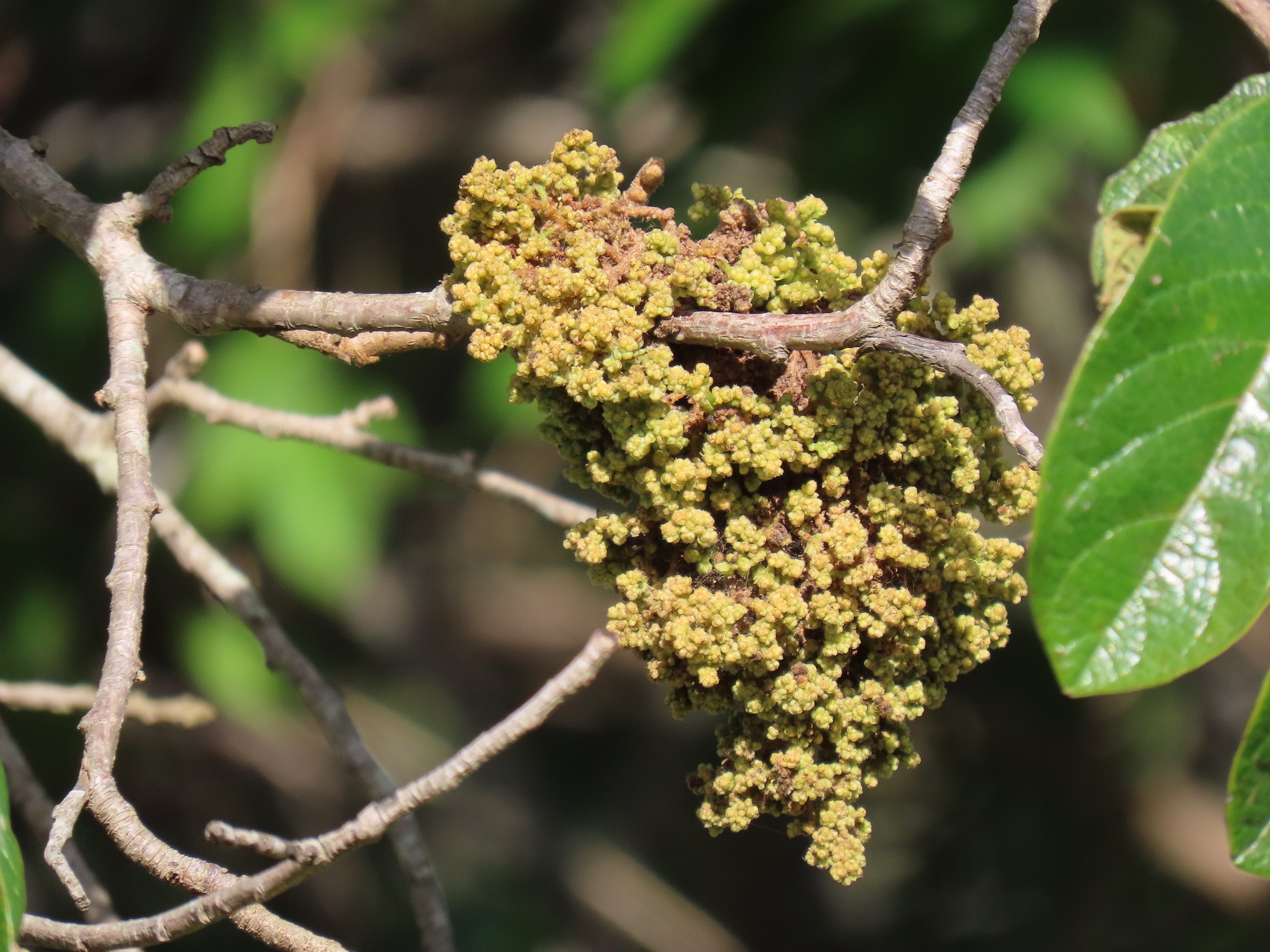 Gall image