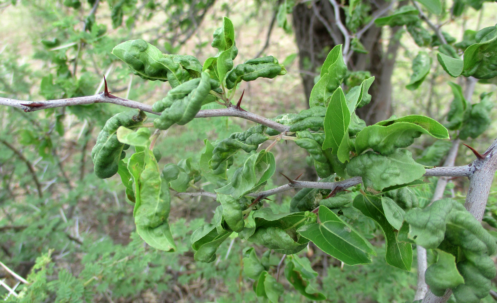 Gall image