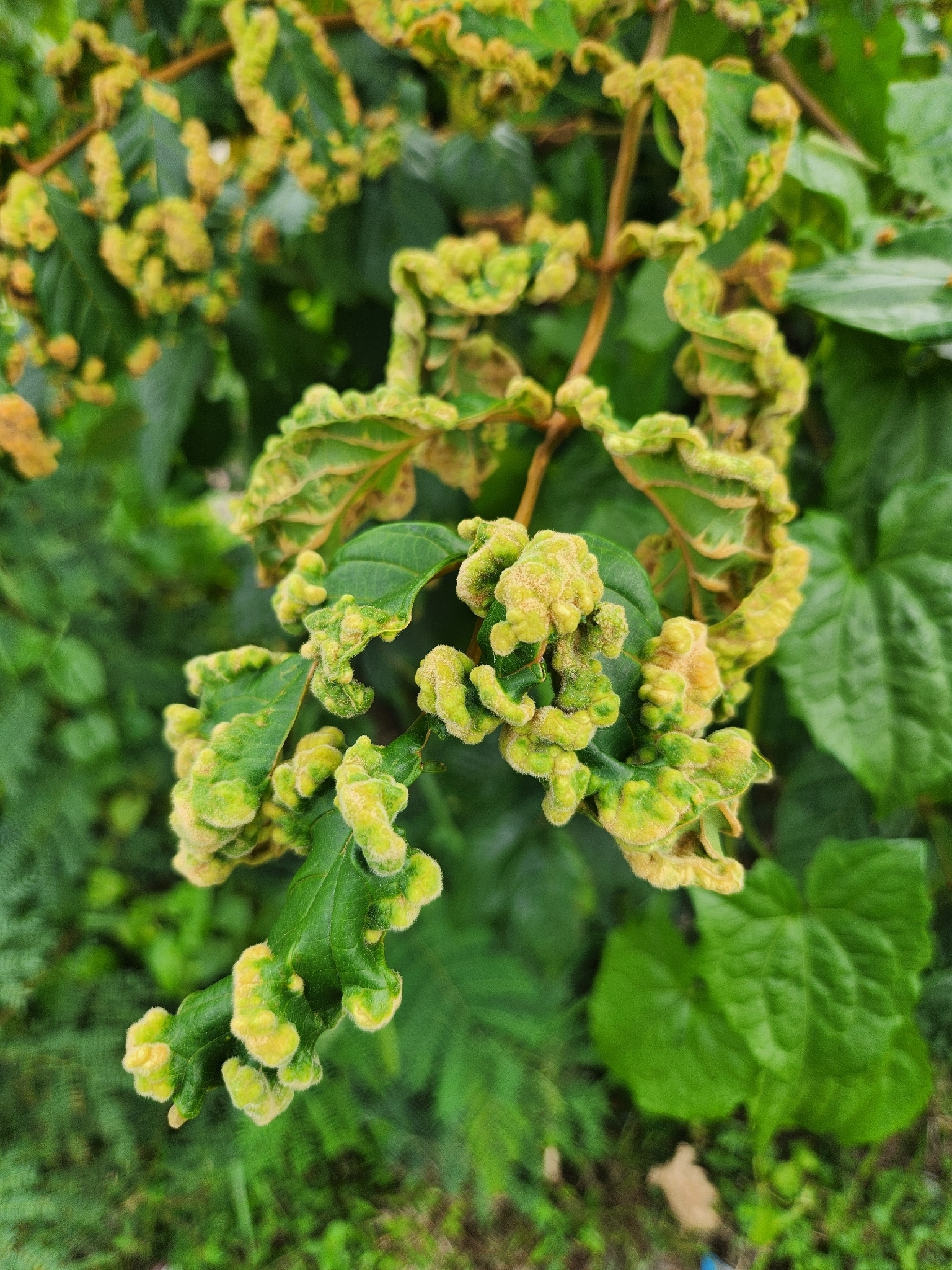 Gall image