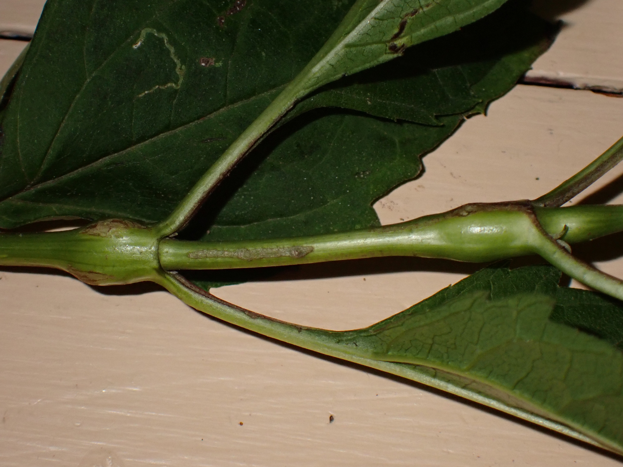 Gall image