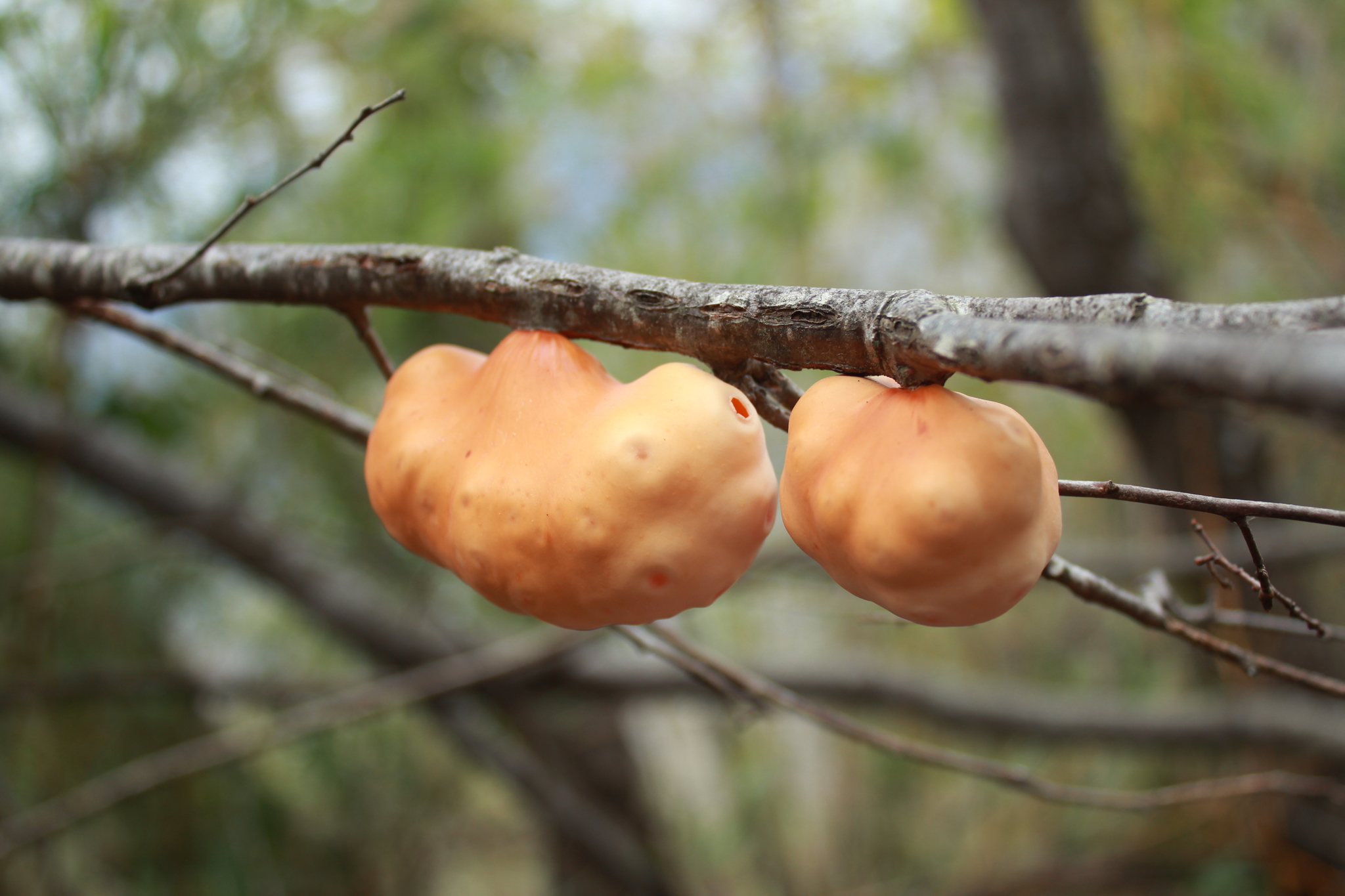 Gall image