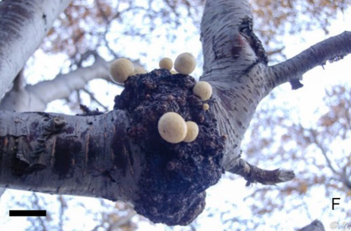 Gall image