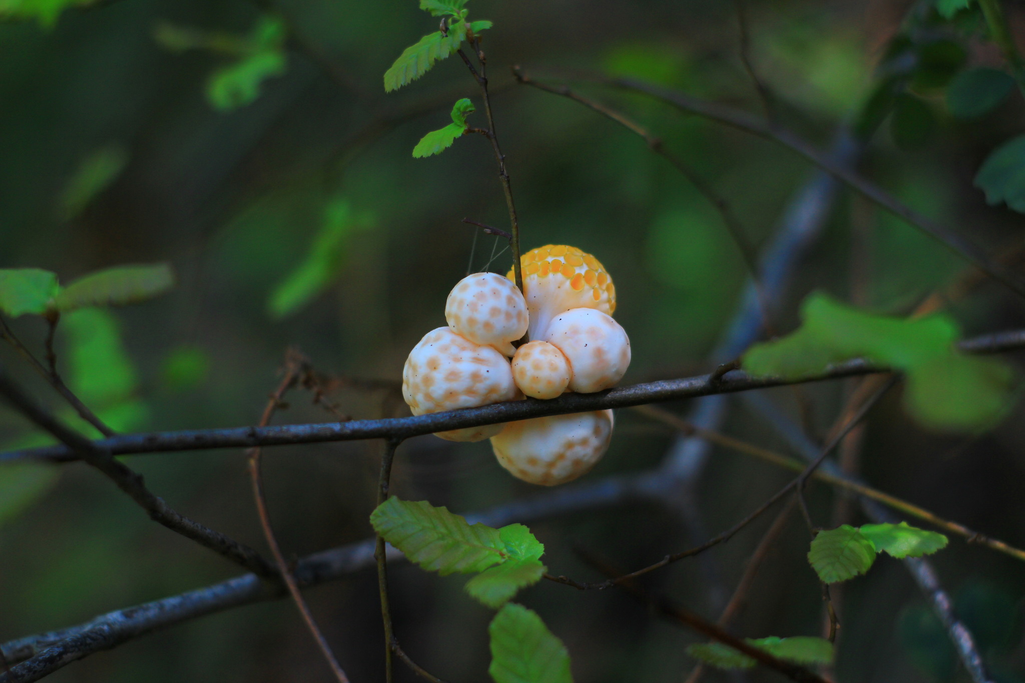 Gall image