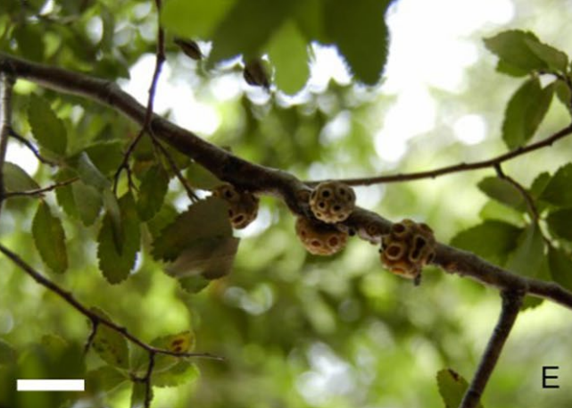 Gall image