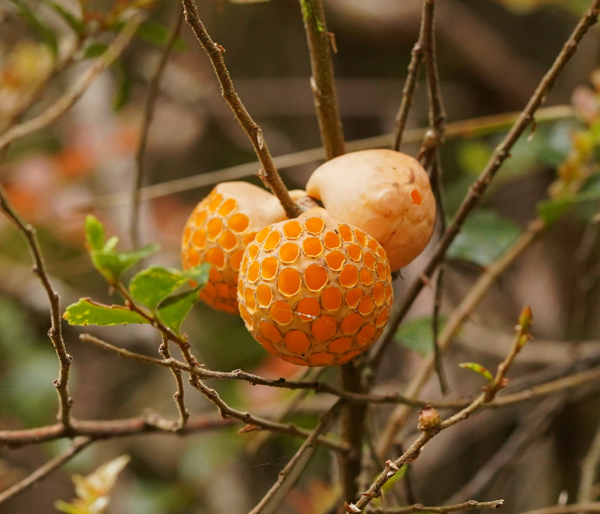 Gall image