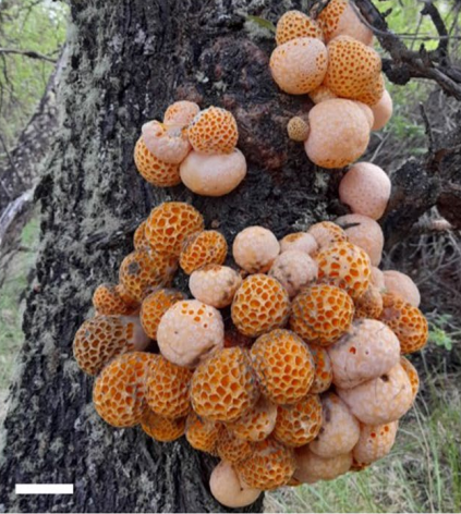 Gall image