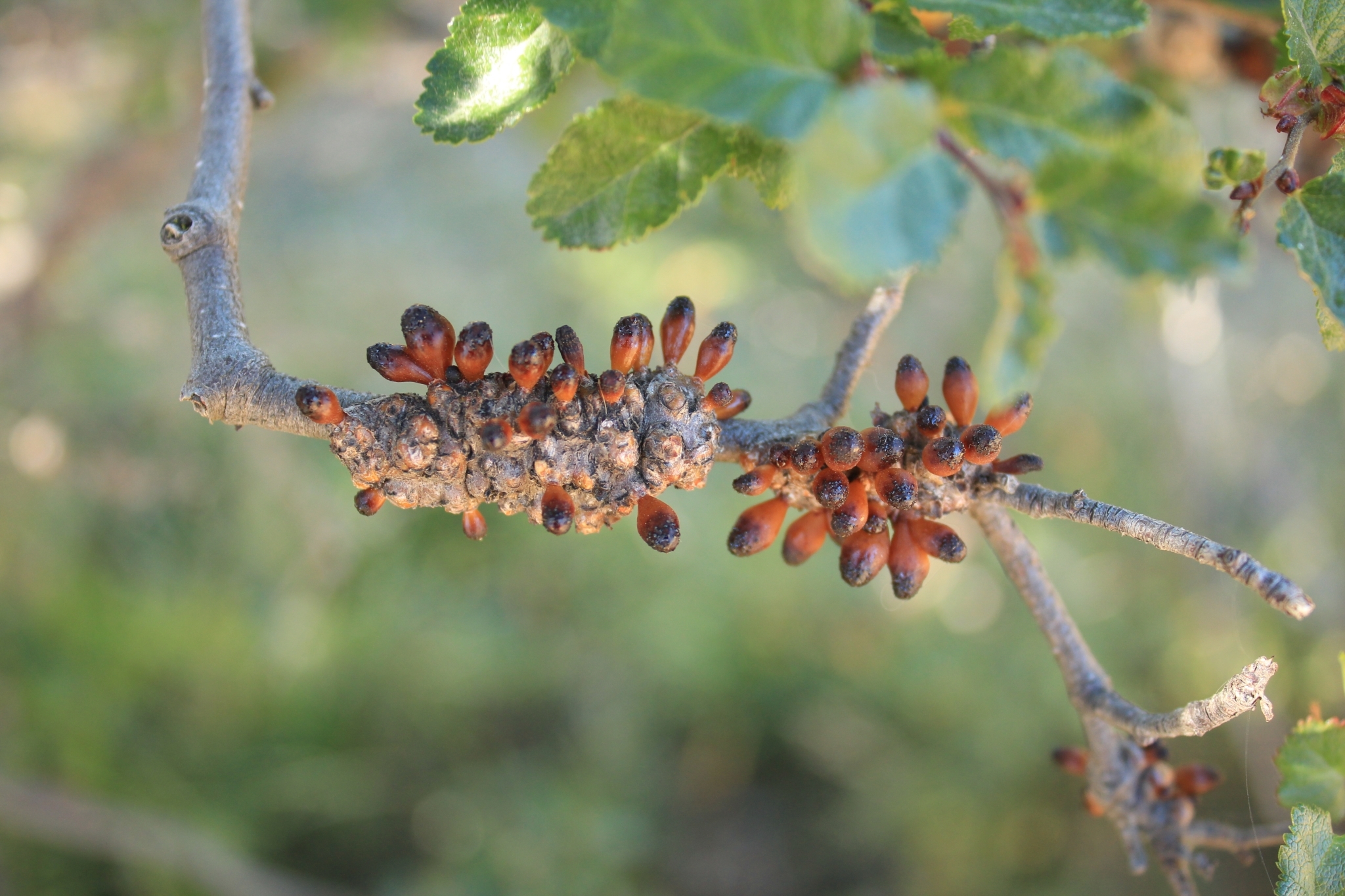 Gall image