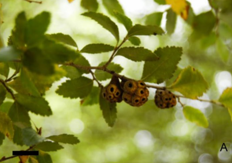 Gall image