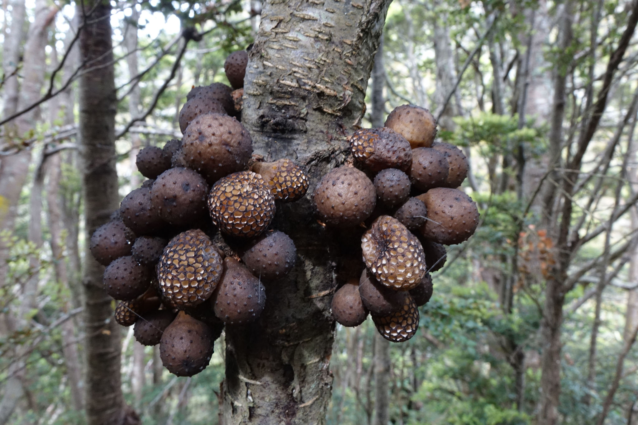 Gall image