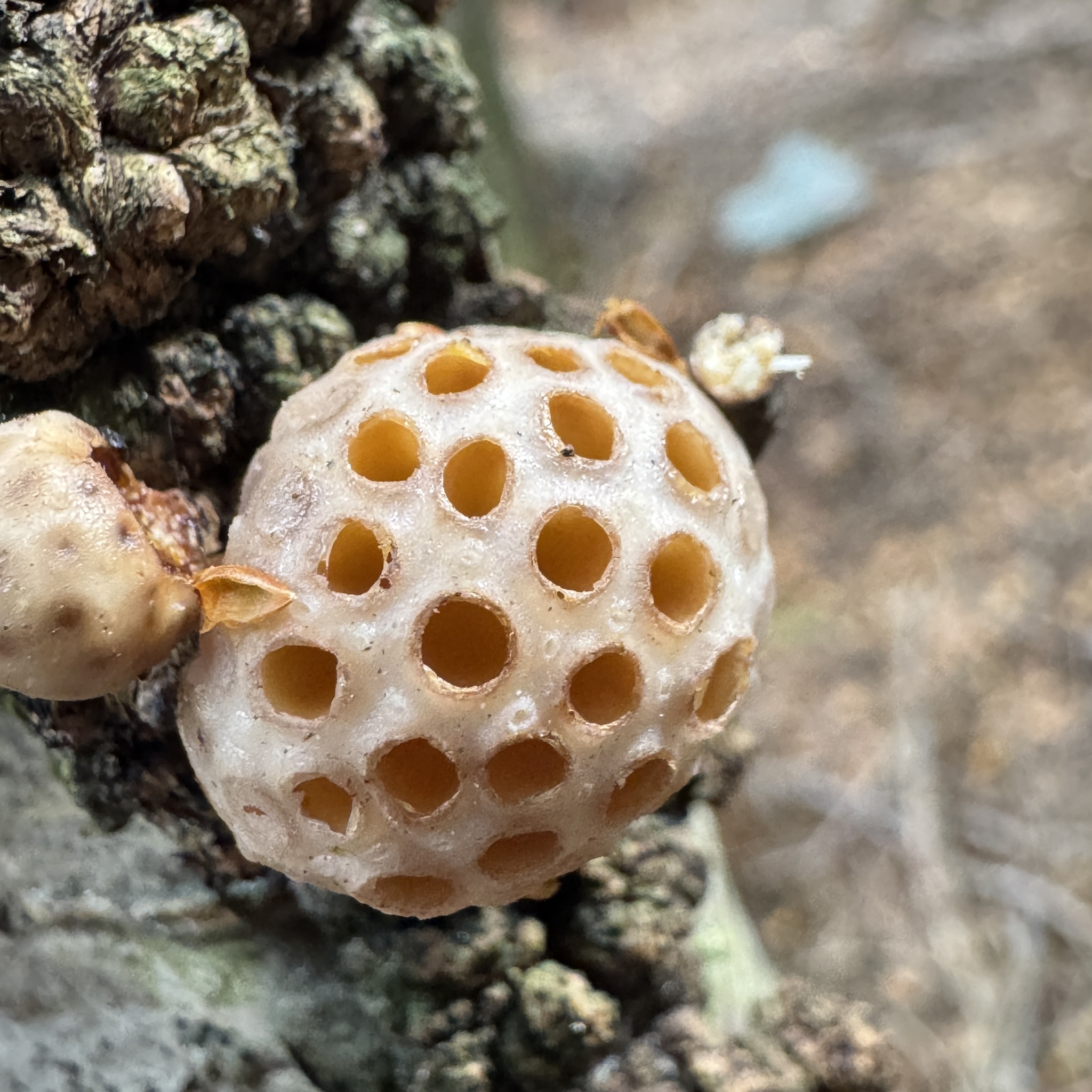 Gall image
