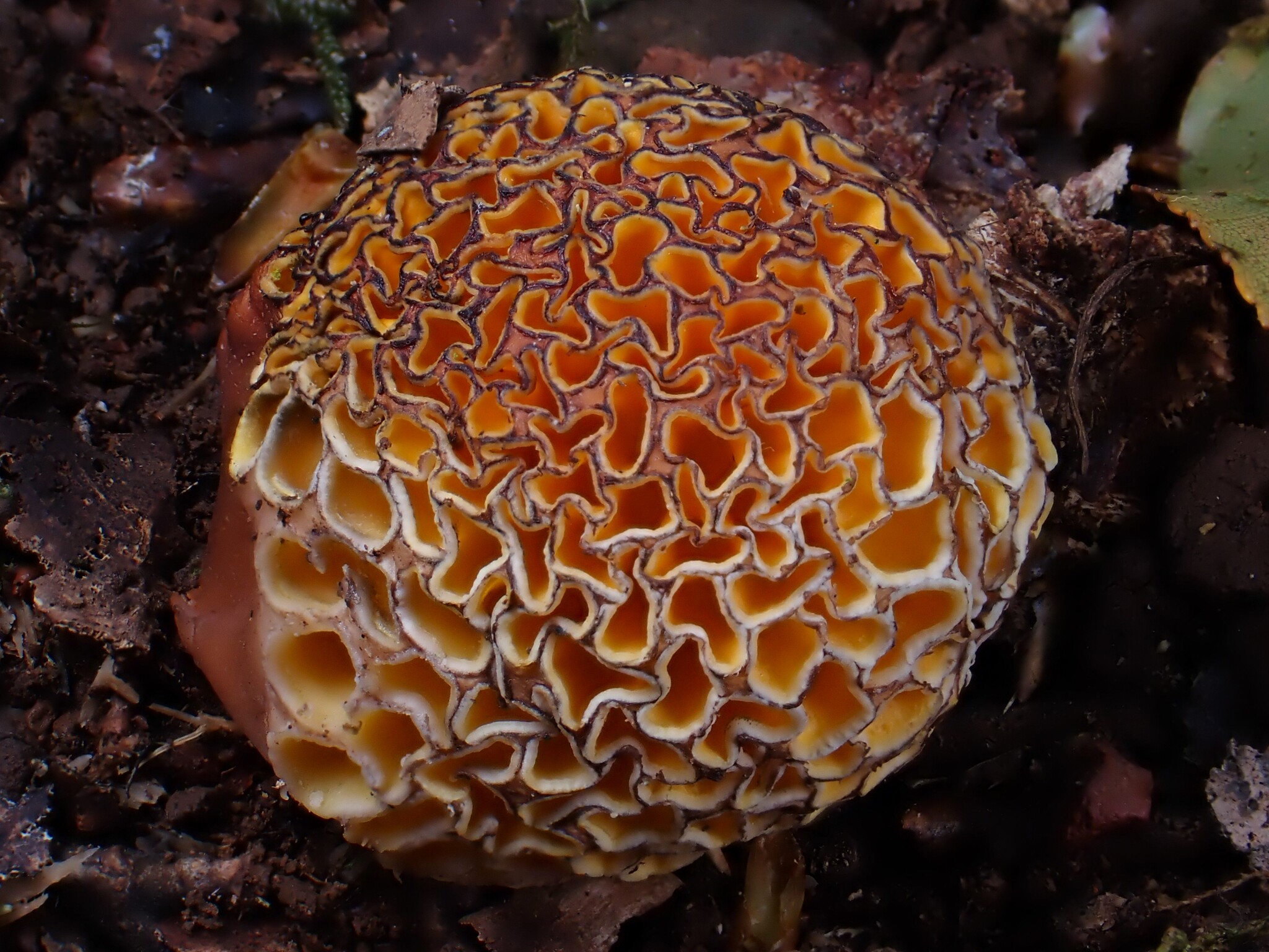 Gall image