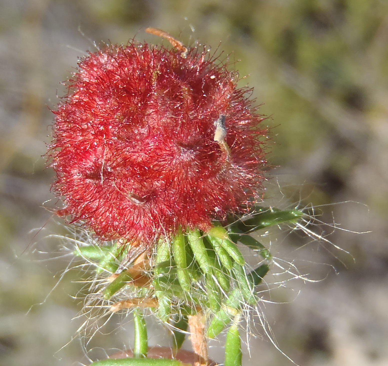 Gall image